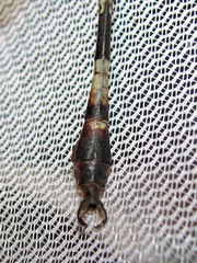 Aphylla angustifolia