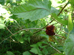 Rubus hawaiensis