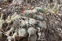 Mammillaria scrippsiana