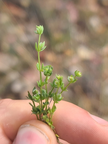 desert bedstraw