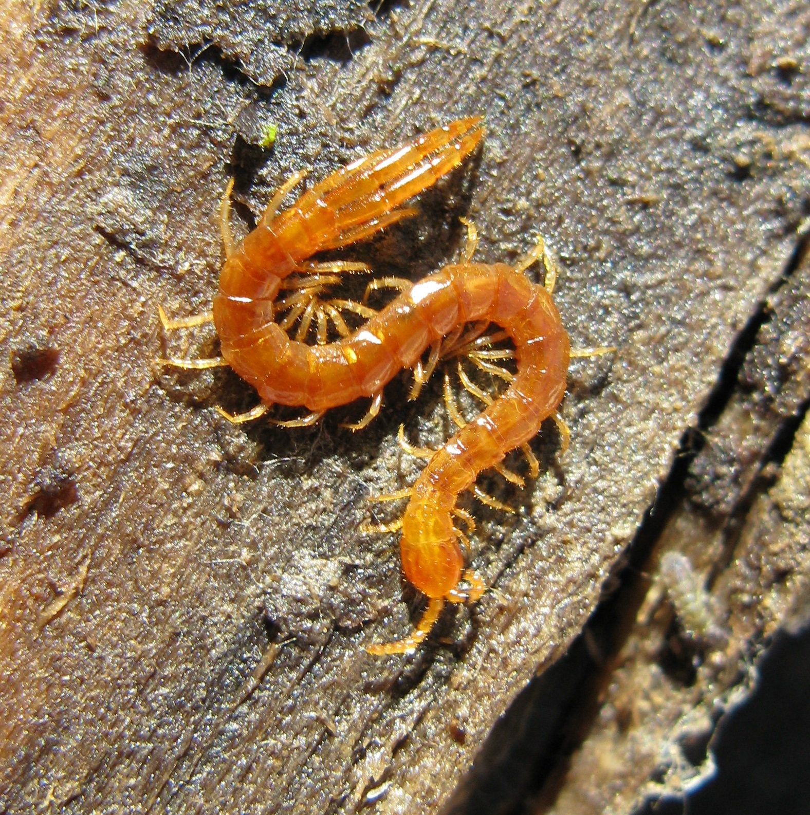 Cryptops hortensis Donovan, 1810