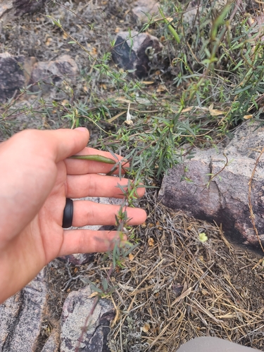 Arizona Swallow-Wort (Metastelma arizonicum)