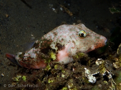 Canthigaster bennetti