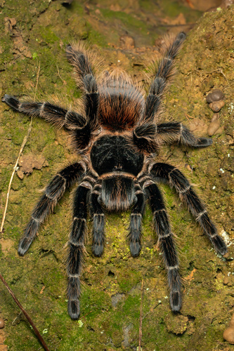 Lasiodora difficilis