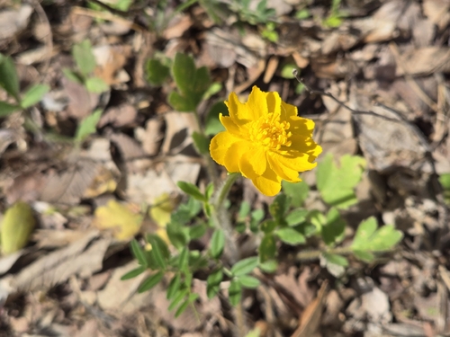 Ranunculus macranthus, photograph 6