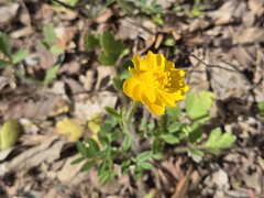 Ranunculus macranthus, photograph (c) Chris Hughes, some rights reserved (CC BY)