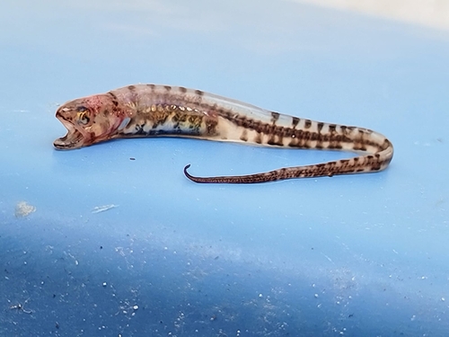 Pearlfish (Carapus bermudensis) — Carapidae — 4