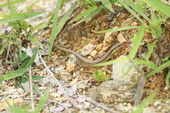 Takydromus sexlineatus