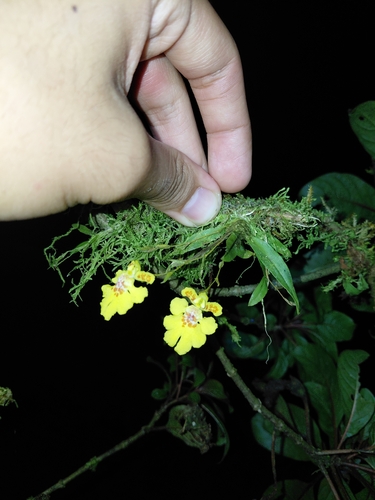 Rooster’s Crest Orchid (Erycina crista)
