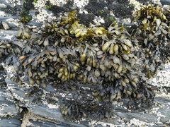 Fucus guiryi