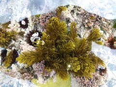 Cystoseira humilis