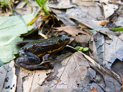 Lithobates virgatipes