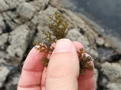 Ericaria selaginoides