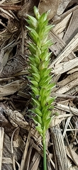 Phalaris caroliniana