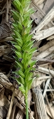 Phalaris caroliniana