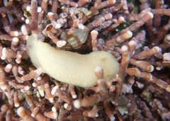 Cadlina modesta