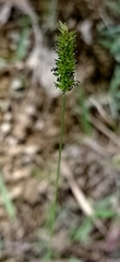 Phalaris caroliniana