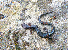 Plethodon hubrichti