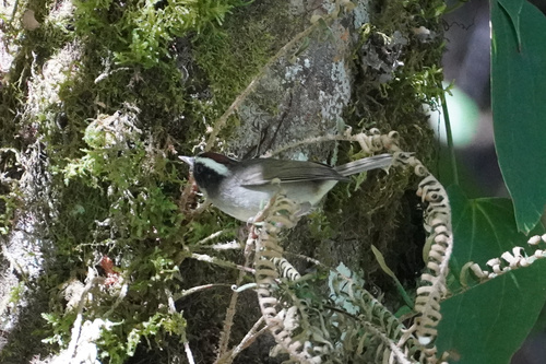 Black-cheeked Warbler (Basileuterus melanogenys)