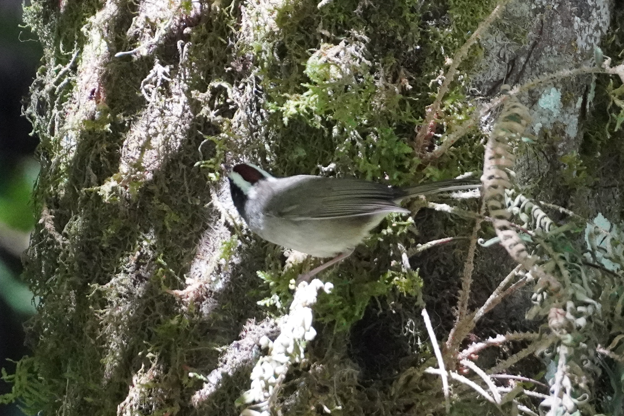 Black-cheeked Warbler (Basileuterus melanogenys), photo 2