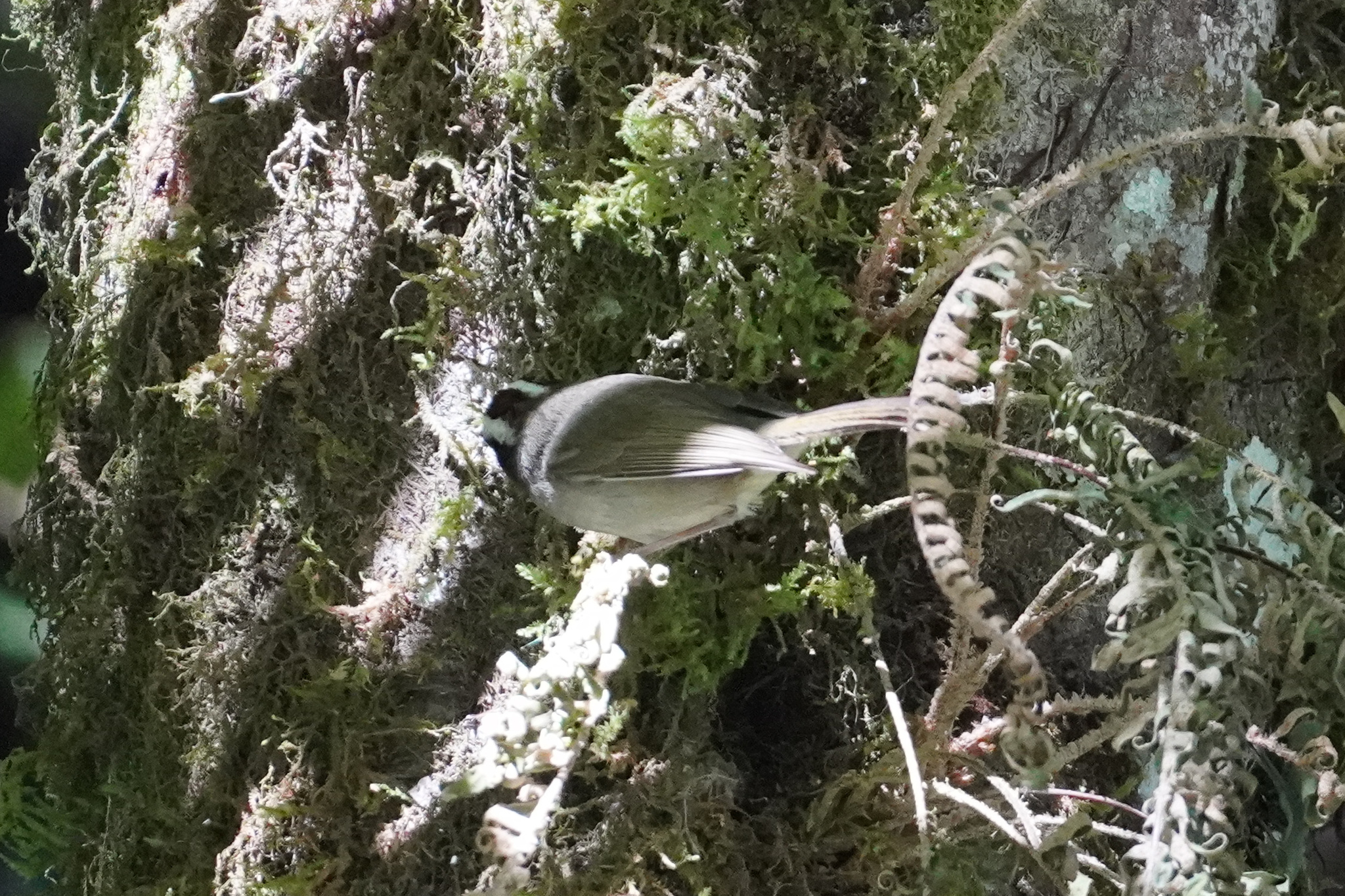Black-cheeked Warbler (Basileuterus melanogenys), photo 9