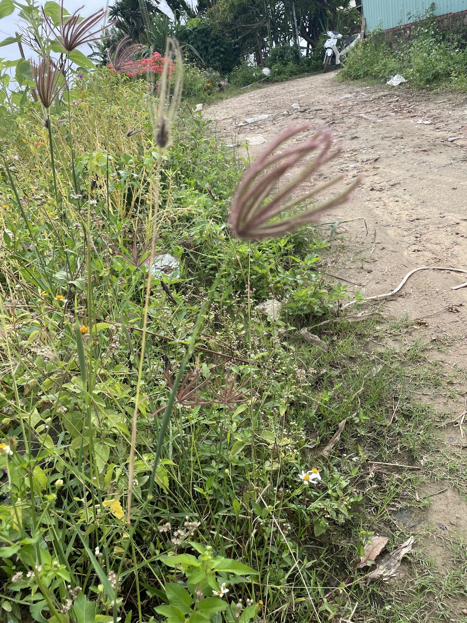 Chloris barbata — ảnh 2