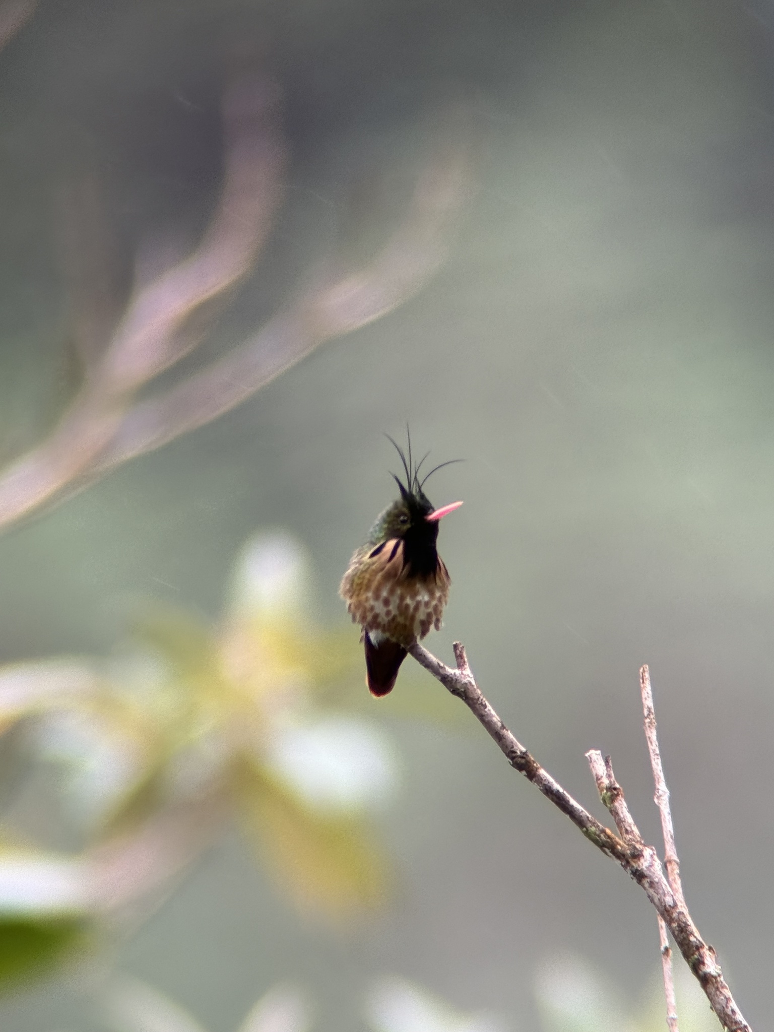 Black-crested Coquette (Lophornis helenae), photo 5