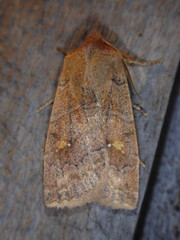 Eupsilia vinulenta