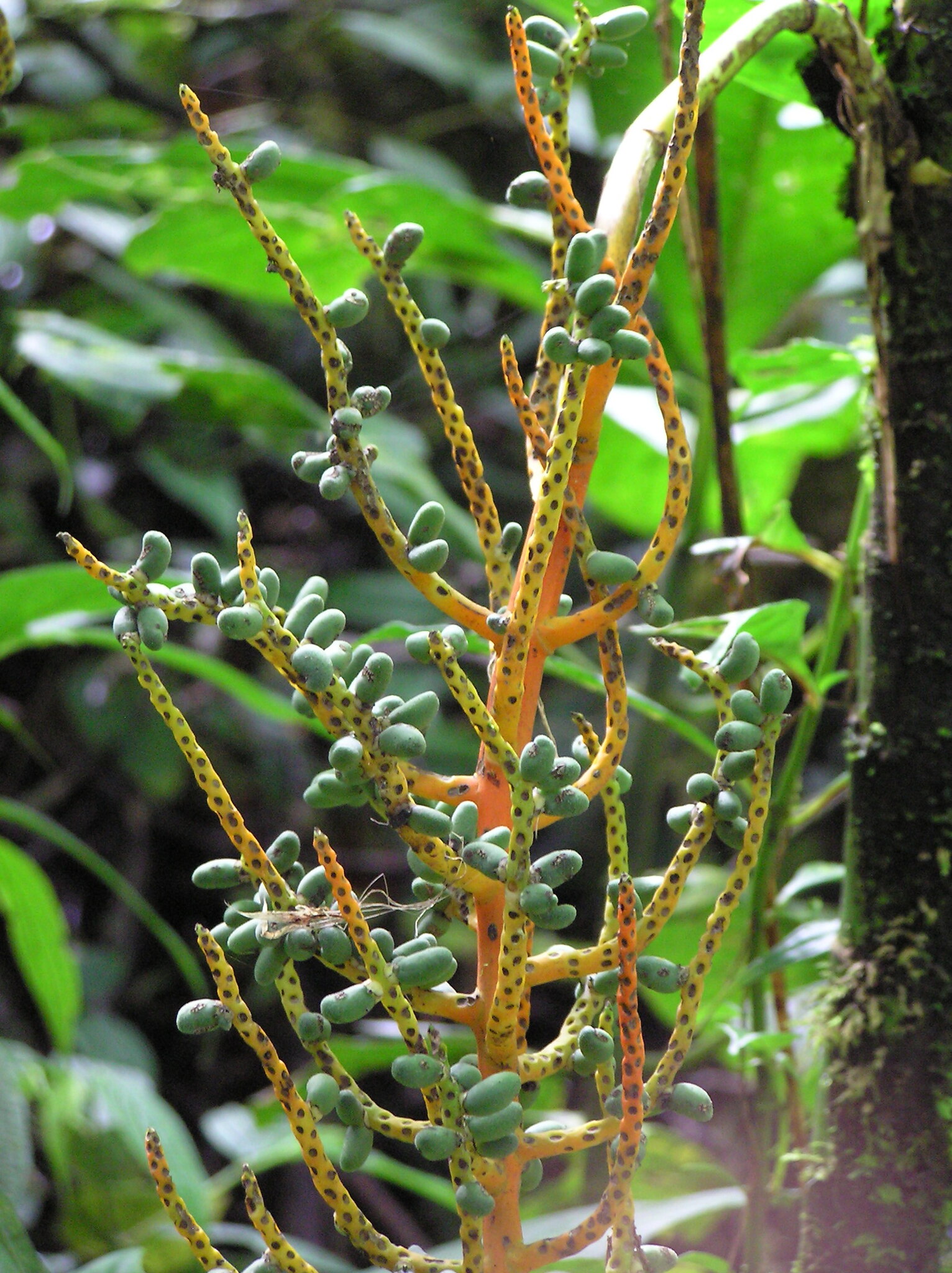 Pacaya Palm (Chamaedorea tepejilote)