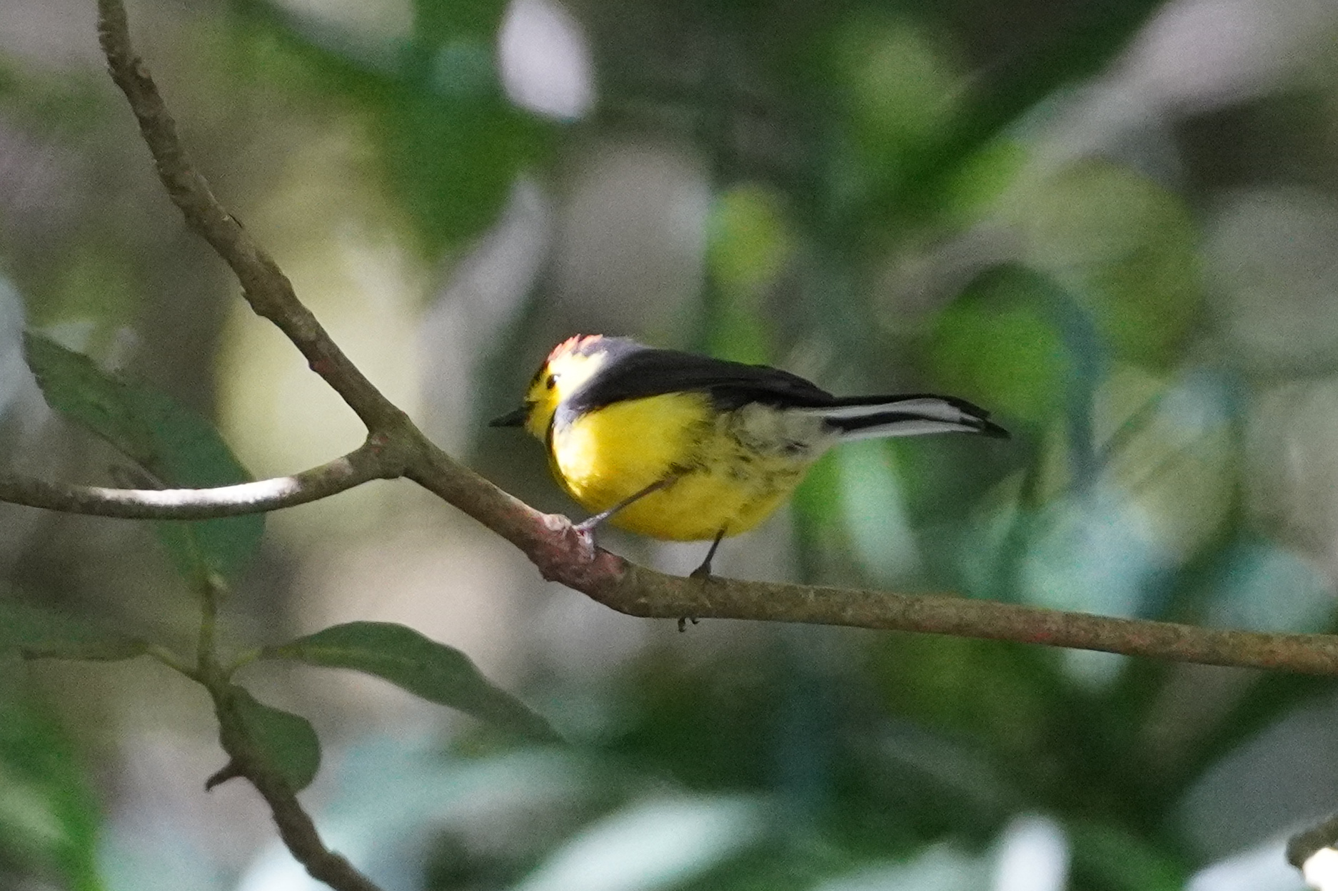 Collared Whitestart (Myioborus torquatus), photo 9