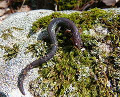Plethodon virginia
