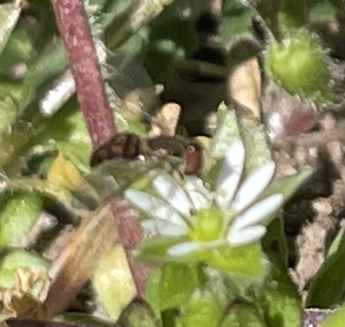 Unknown species found near North Carolina Aquariums, Manteo, NC, US