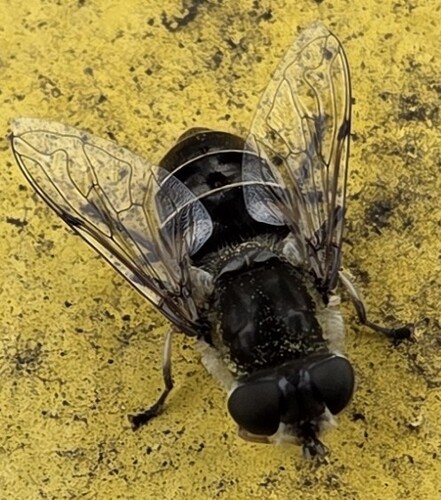 Unknown species found near Franklintown Road, Baltimore, MD, USA