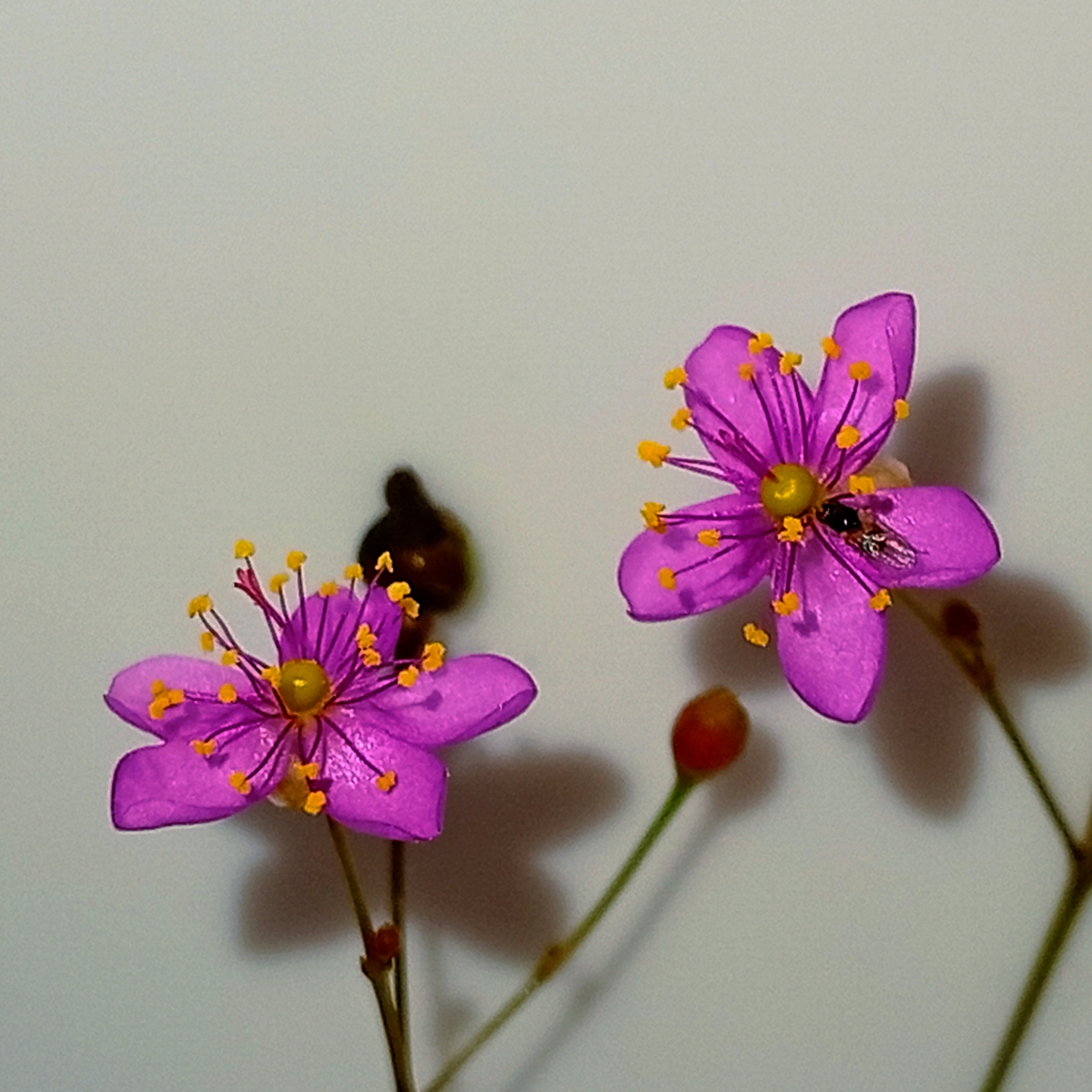 Talinum paniculatum