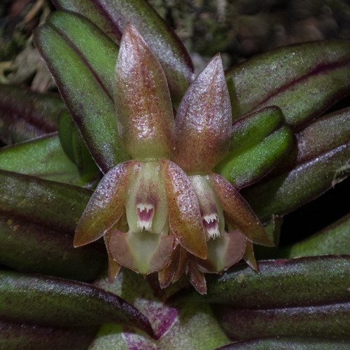 Epidendrum schlechterianum Ames 3