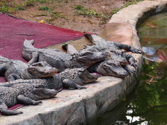 Alligator sinensis