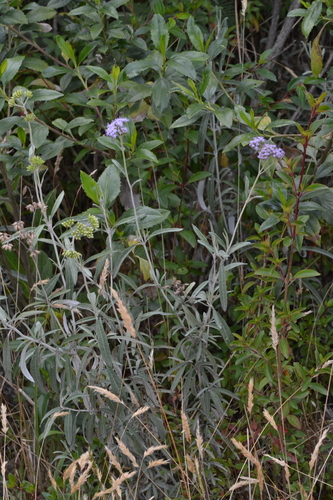 Lourteigia stoechadifolia, photograph 4