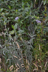 Lourteigia stoechadifolia, photograph (c) EstebanMH, some rights reserved (CC BY)