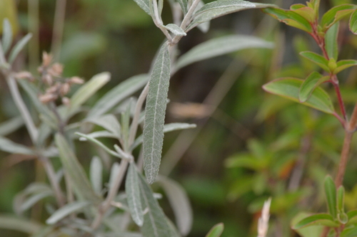 Lourteigia stoechadifolia, photograph 5