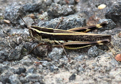 Macrotona securiformis