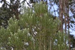 Linochilus rosmarinifolius, photograph (c) EstebanMH, some rights reserved (CC BY)