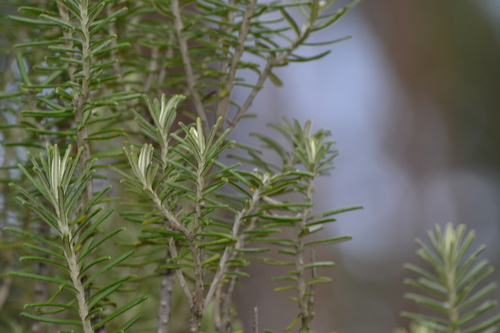 Linochilus rosmarinifolius, photograph 6