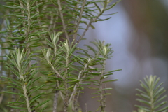 Linochilus rosmarinifolius, photograph (c) EstebanMH, some rights reserved (CC BY)