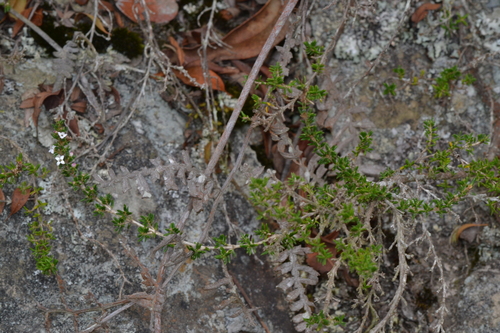Arcytophyllum nitidum, photograph 1