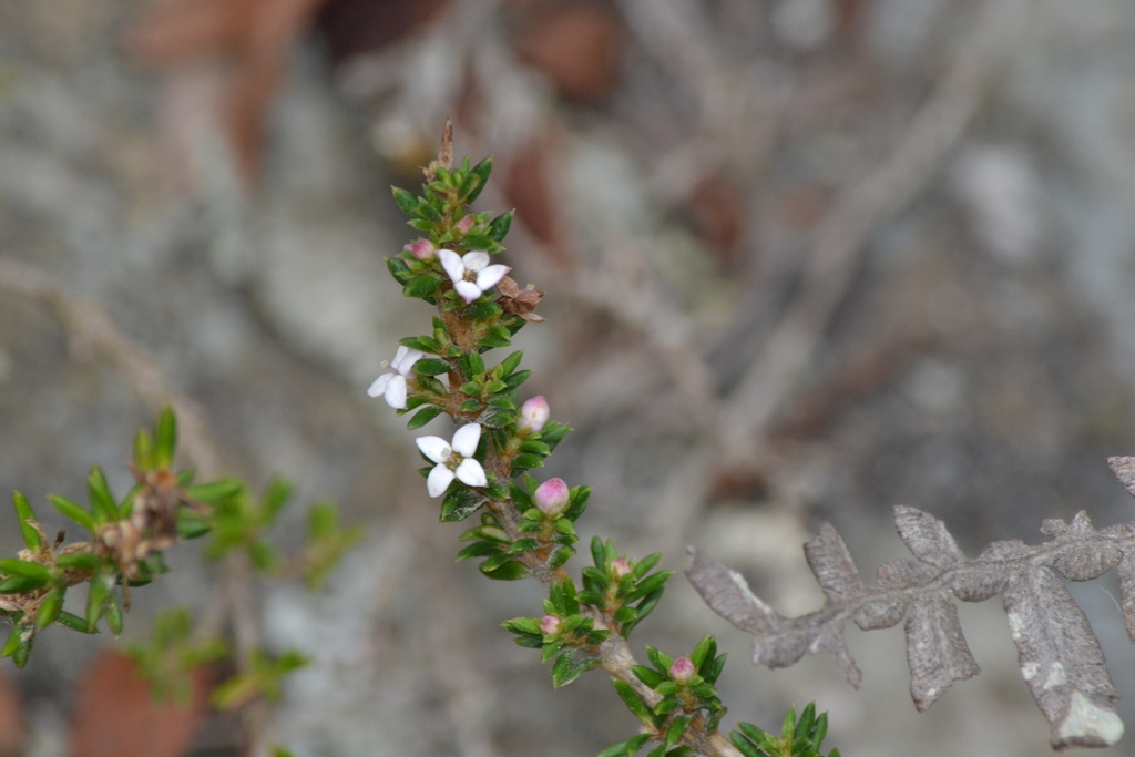 Arcytophyllum nitidum; photograph (c) EstebanMH, some rights reserved (CC BY)