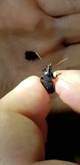 Sphaeroderus stenostomus stenostomus