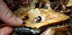 Sphaeroderus stenostomus stenostomus