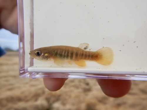 Spotfin killifish (Fundulus luciae) — Fundulidae