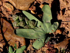 Freesia caryophyllacea