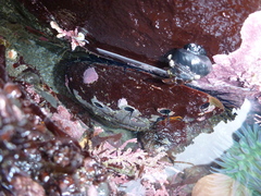 Haliotis cracherodii